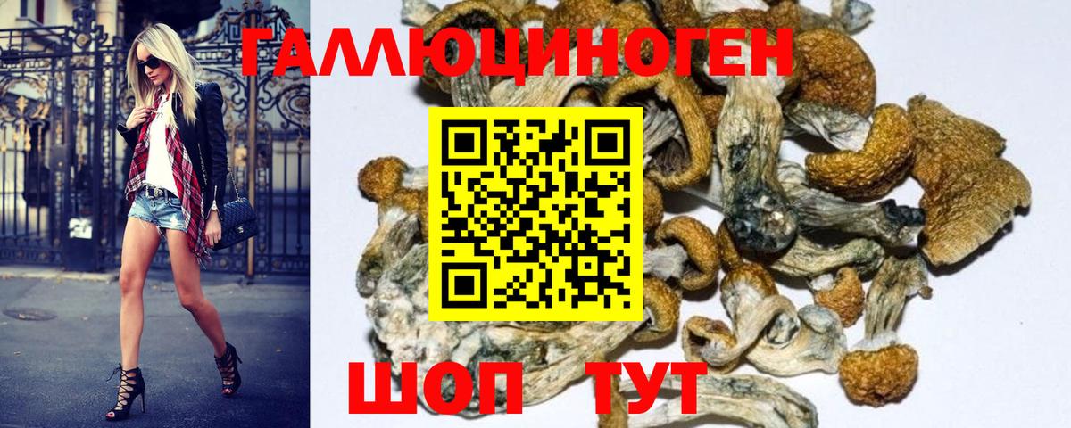 Тольятти  Галлюциногенные грибы Psilocybe  Вход с VPN 